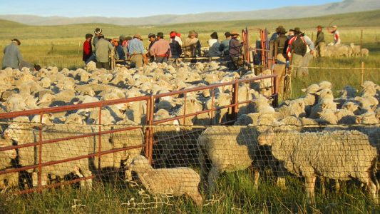 piquete-de-ovejas-777