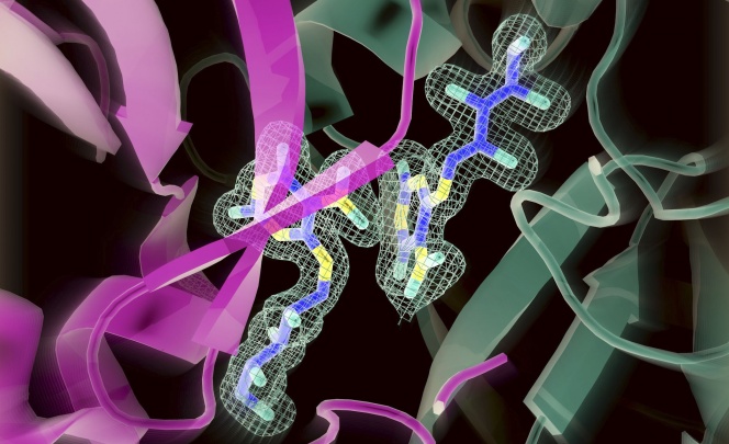 Arquitectura del sitio activo de una enzima por cristalografía de rayos X.