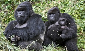 familia-de-gorilas