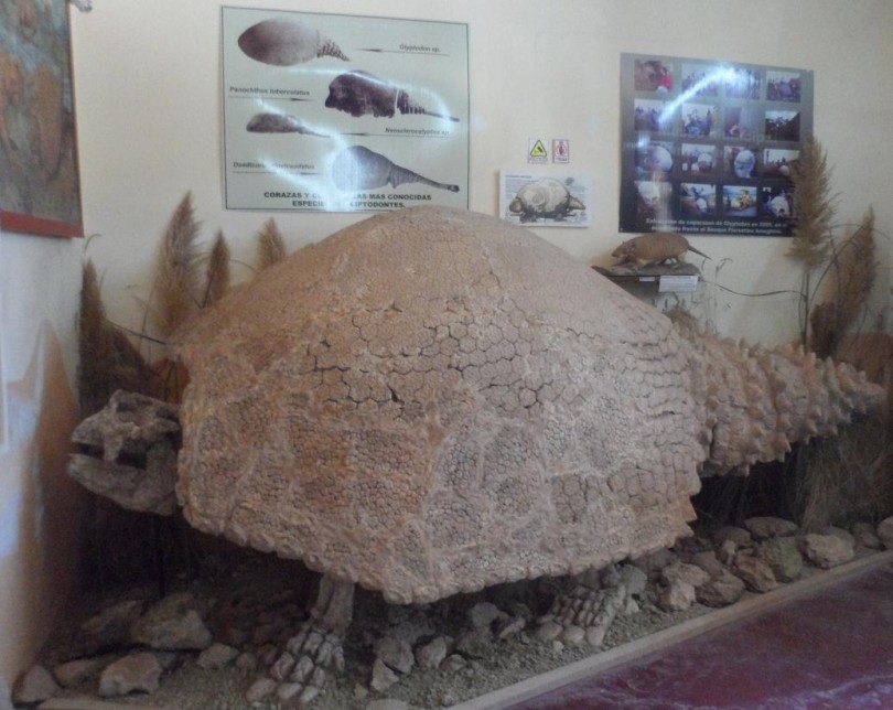 aspecto de un gliptodonte exhibido en el museo de miramar